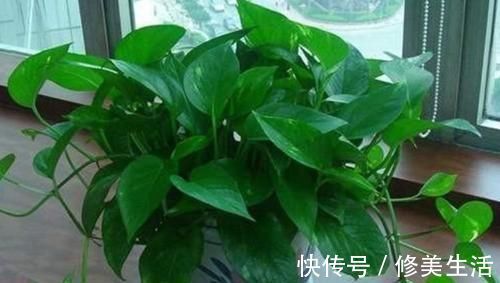 家养3种花，带走甲醛、二手烟，净化空气，不易生病好养护