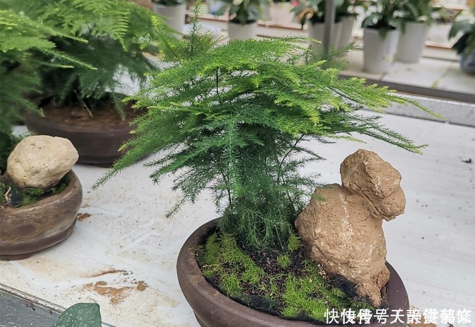 文竹盆景，怎样防止枝叶徒长保持株型低矮，姿态优美