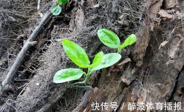 好运|发现家门口这三种景象，请不要主动去破坏，这是好运上门的征兆！