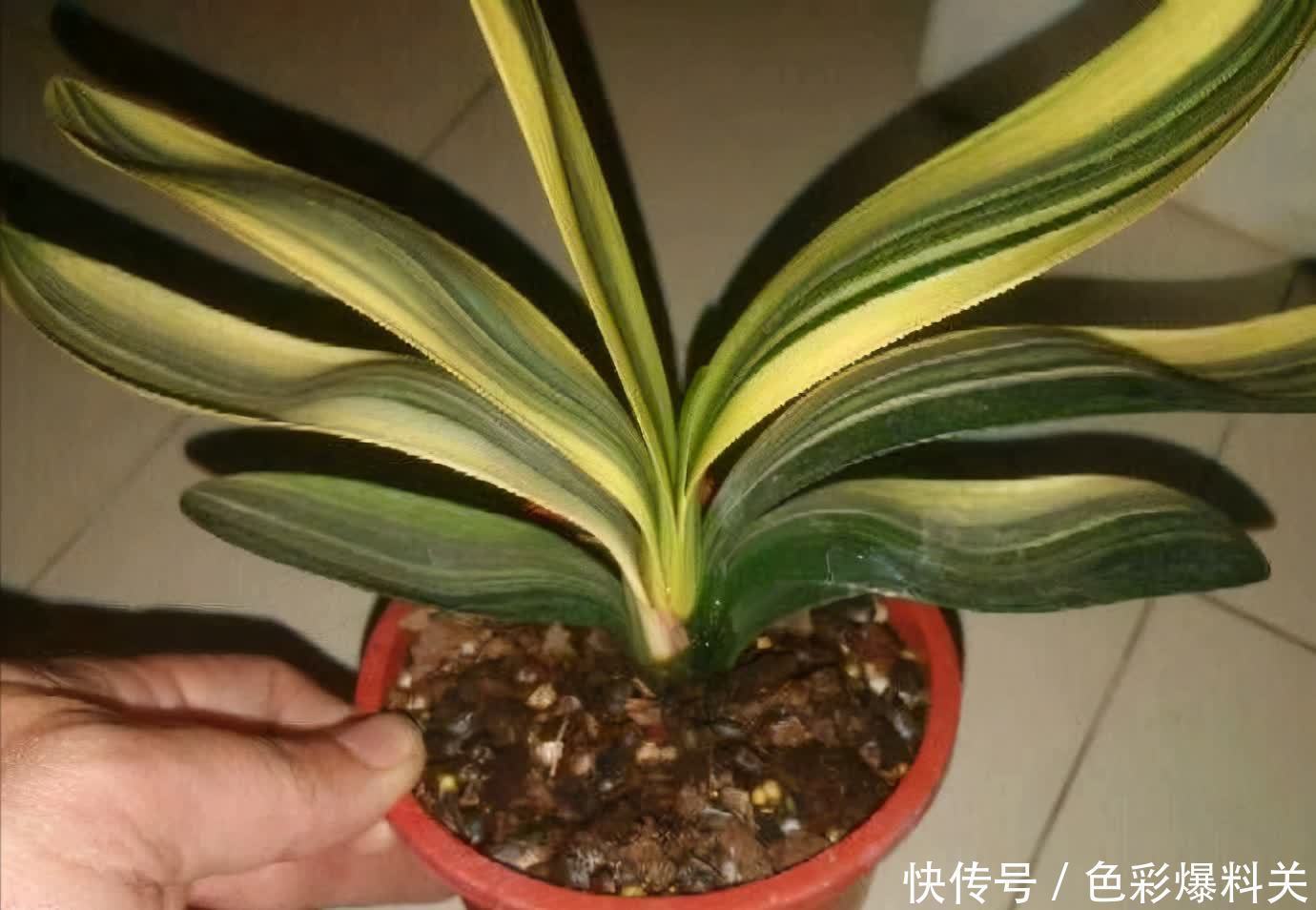 这样养“君子兰”,叶子更多更大更油绿,花朵红似火