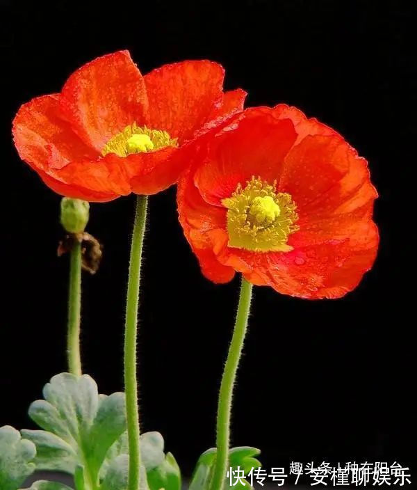 硫化氢|“舞草”虞美人,当微风拂过阳台,它如同飞舞的彩蝶栩栩如生!