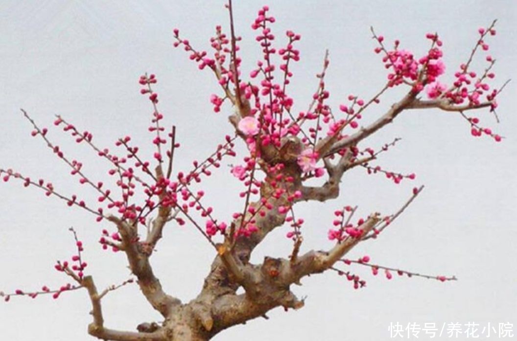  家中养花图吉利，盘点8种不吉利的花，还能不能养