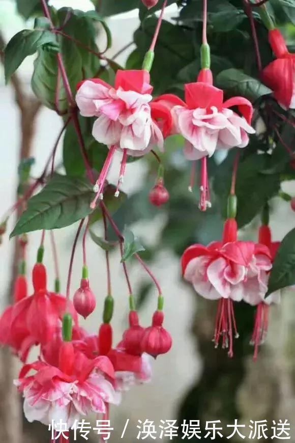 种花|3种花人称“夏必死”，买一盆死一盆，新手小白别忽视