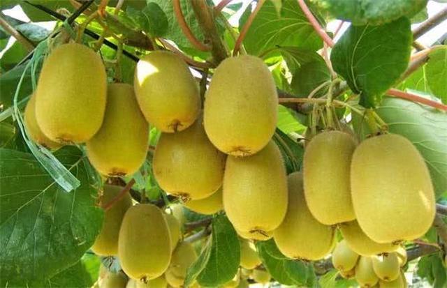 排毒养颜|女性想要肌肤好，多吃3种食物，排毒养颜，抗衰老，肌肤更水嫩