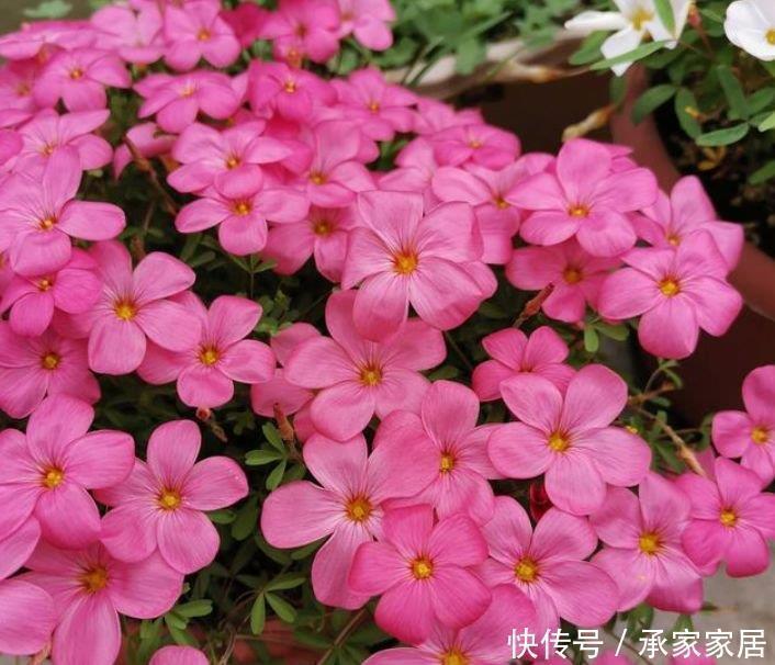 天竺葵|3种花好养、开花量大,养家里直接变成小花园,招财又纳福!