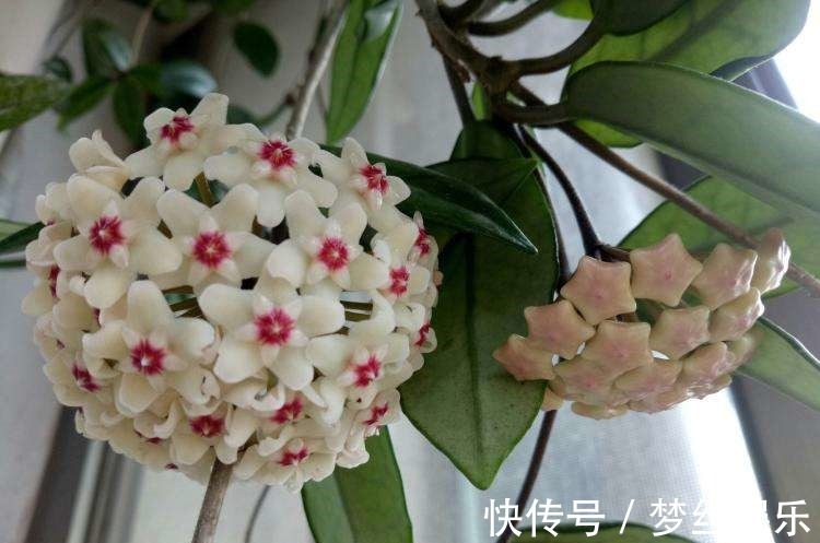 几种花卉花期长开花大,好养易活,花色艳丽迷人,新手必备!