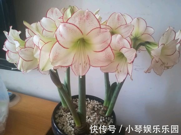 朱顶红开完花不能剪,施点肥水,一年爆出好多球!