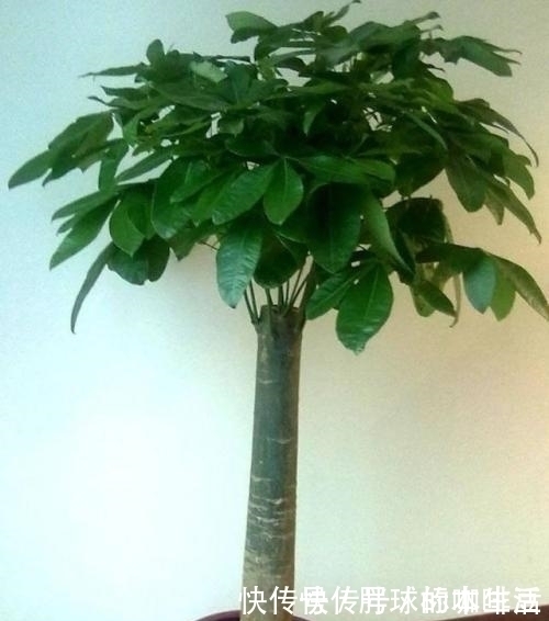 给发财树浇水,记两关键,十年不烂根,叶片油亮亮,越来越旺盛!