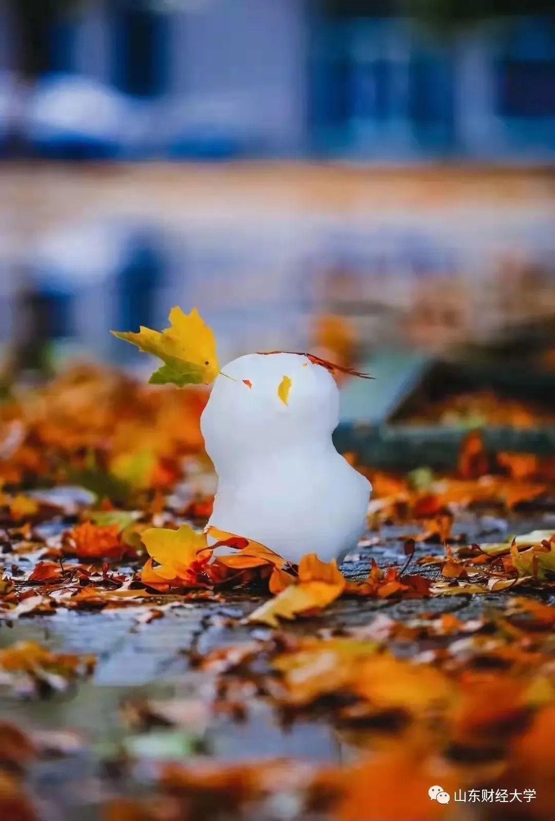 山东交通学院|千里一色！山东高校的“初雪”遇上“立冬”，浪漫绝绝子！