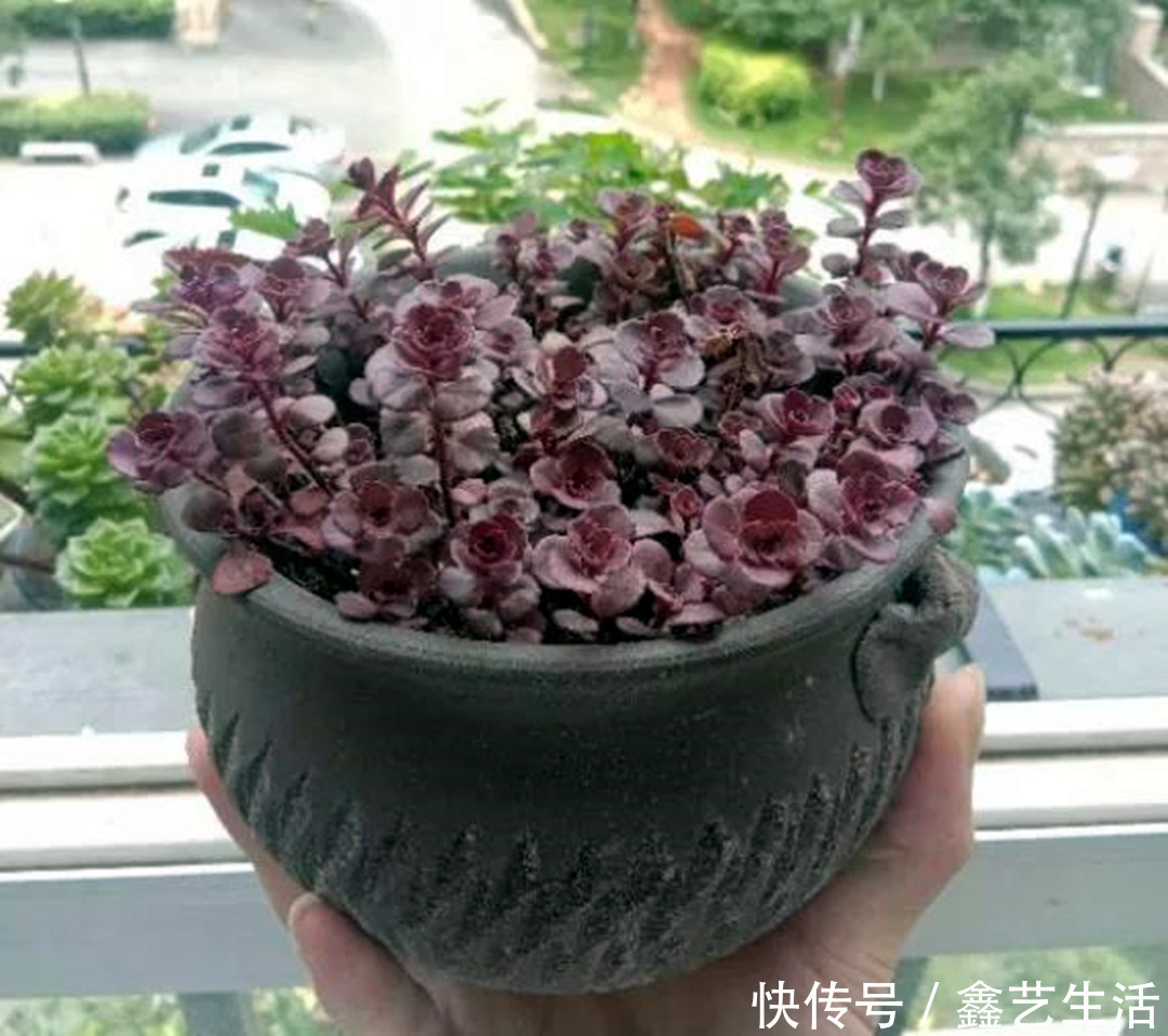 瀑布|最耐晒的8种多肉,夏天照样疯长不停,呼呼窜成小瀑布