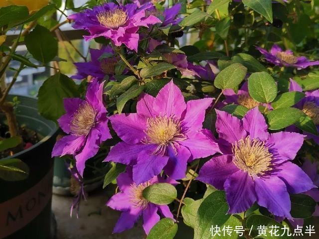 1种花现在剪,芽窜得更多,开出整面大花墙