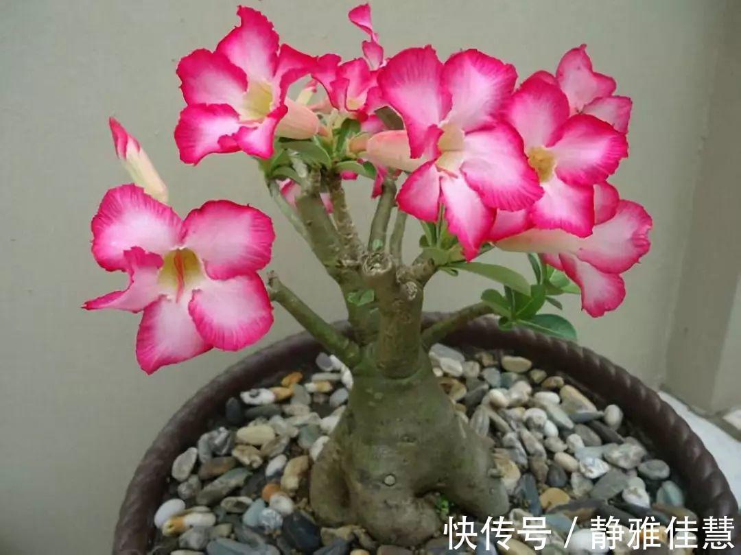 大肚子|6种耐旱花,“大肚子”里面都是水,一个月不浇也没事!