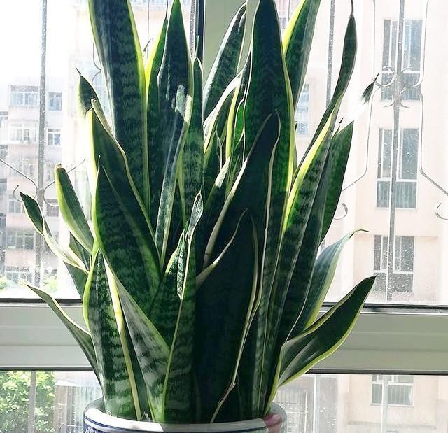 大气|4种“大气花”,富贵又漂亮,能吸灰尘净化空气,比绿萝强