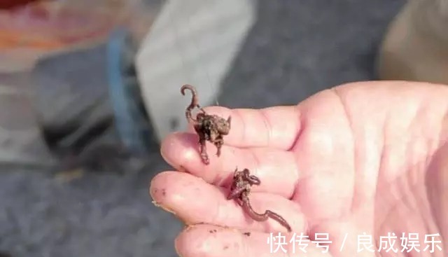 蘸饵|天气越来越冷,用蚯蚓钓鱼,多一个小步骤事半功倍