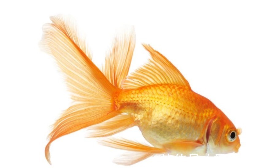 孩子|“我养的鱼淹死了”,老师批学生没有常识,专家:孩子是对的