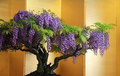 发芽|路边看到3个种子,捡回家种在花盆里,长成漂亮盆景!