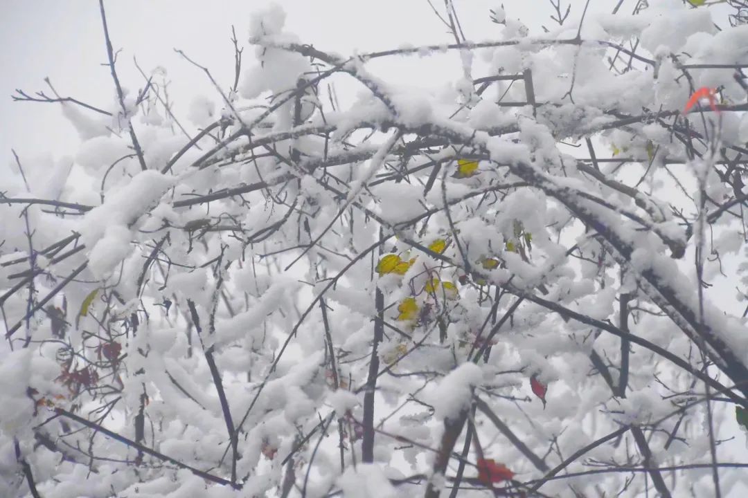 冰雪|绝美雪景！古蔺邀请你来体验“冰雪奇缘”