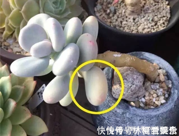 大户|多肉叶插，从摘叶子开始，简单3步，轻松变大户