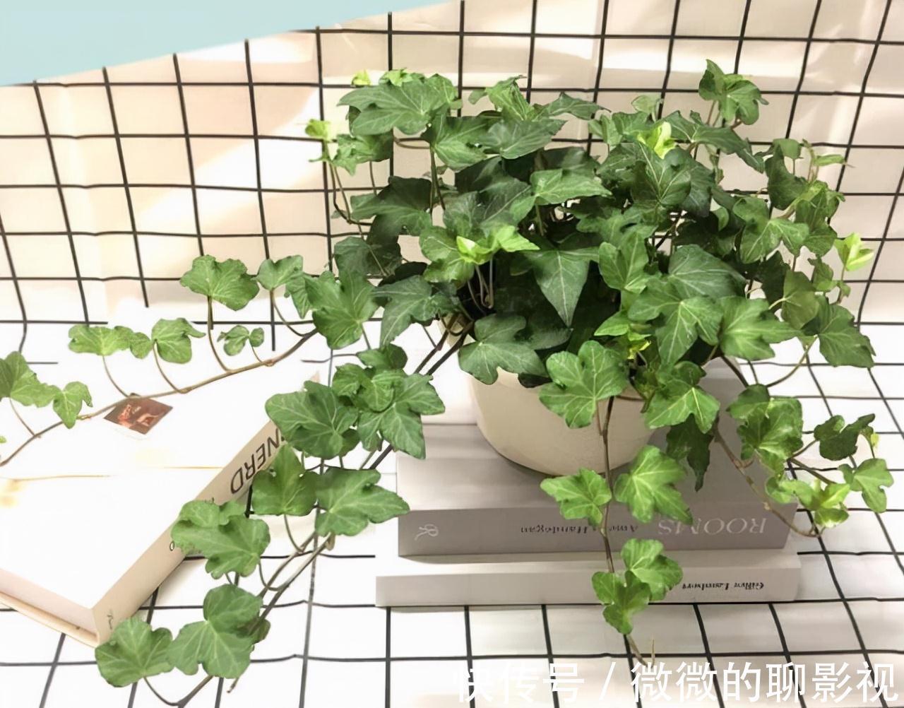 农历九月十八霜降后，养什么花？家里养3种花，八方来财十全十美