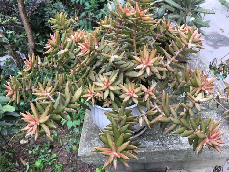 养多肉会上瘾,3年养了500多盆,既美化了环境又愉悦了心境!