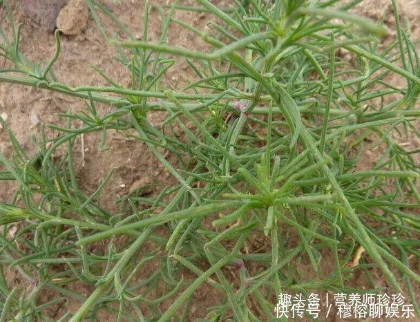 野菜|一种野菜,一年只吃一次,宁愿不吃肉也要来一盘,真是太好吃了