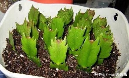小绿芽|终于等到了扦插季,这两种花赶紧买,以后就不用买了!