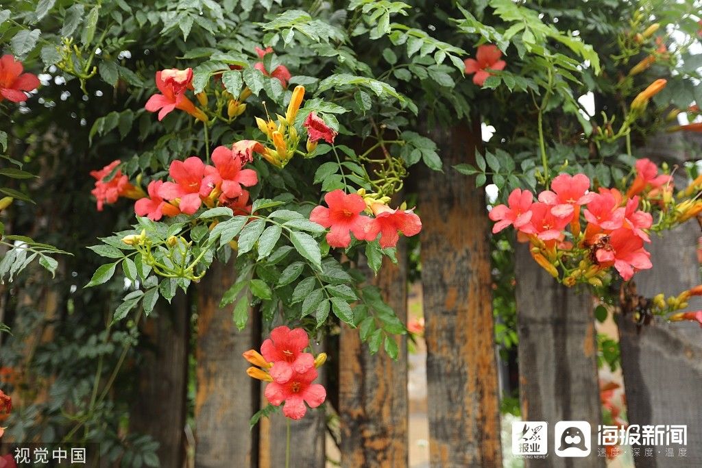 墙头|图看日照｜凌霄花墙头盛开