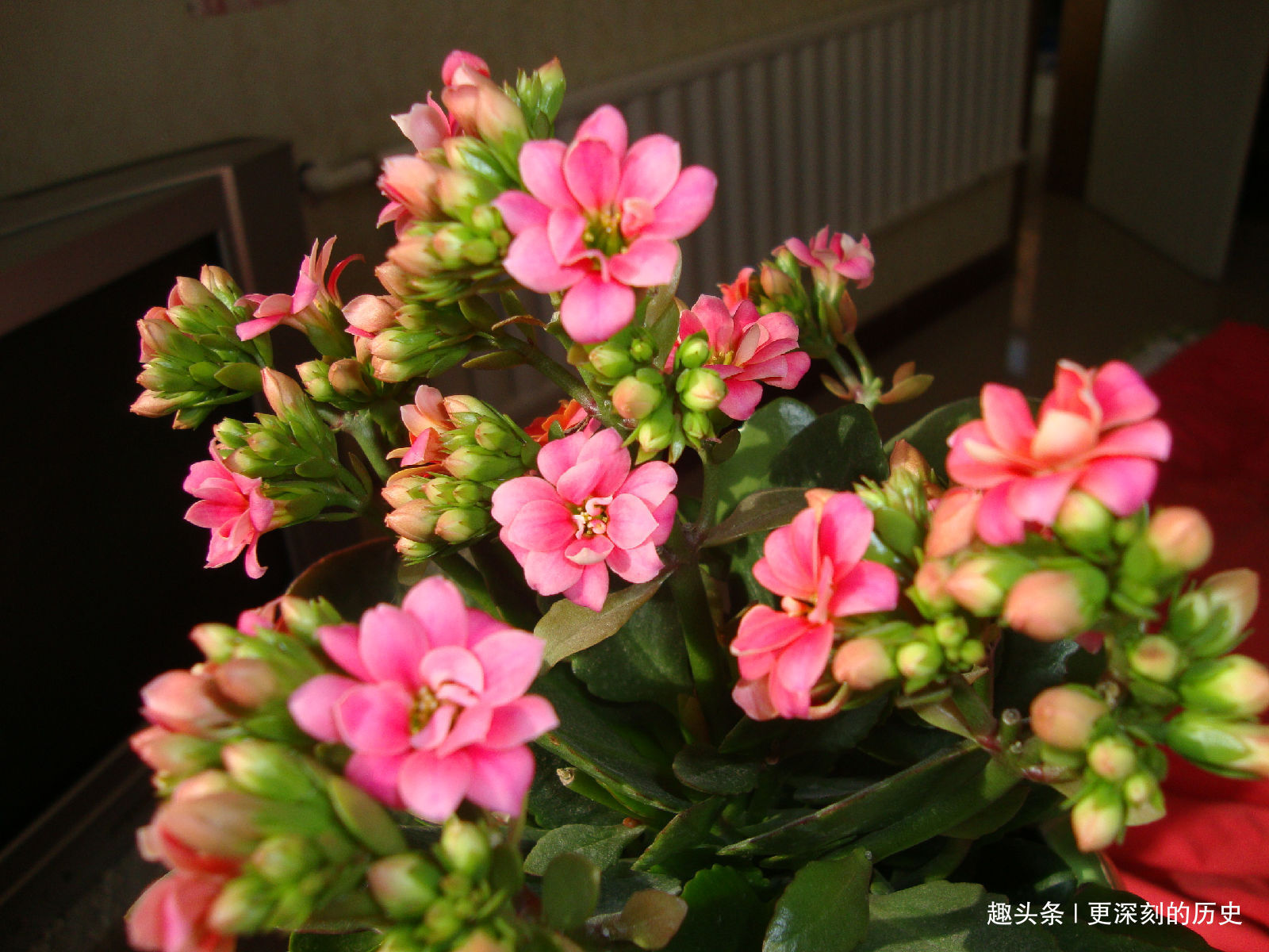 此花是长寿的花，自古以来受我国人追捧，被视为长岁百命的吉祥花