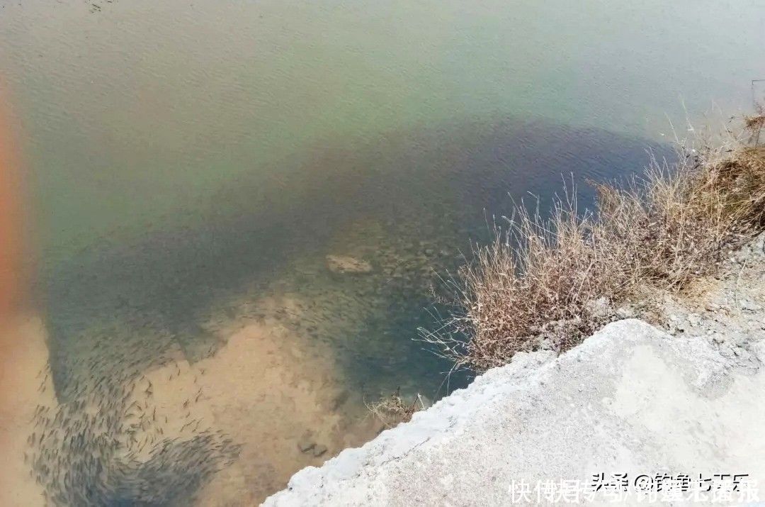 球状|鱼多了也烦恼!重庆出现“球状”罗非鱼群,钓友担心其破坏生态