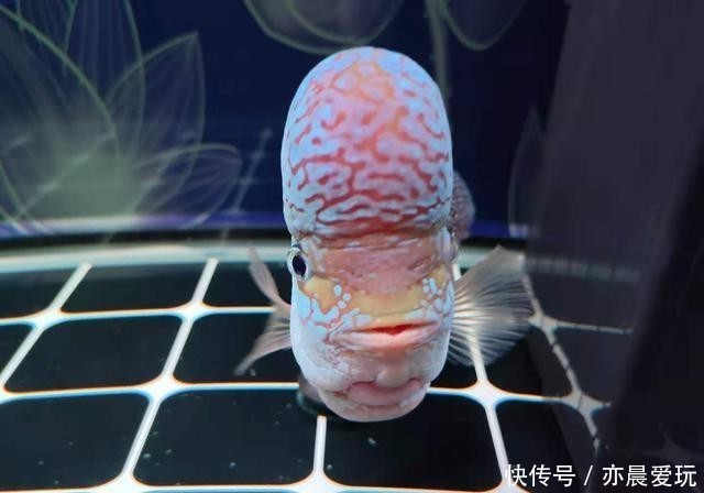 最低|治疗很多观赏鱼病,下药是最低端的治疗手法,不要以为多么高明