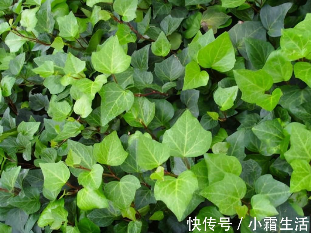 适合卧室养的6种花,好看又实用,养起来也很简单