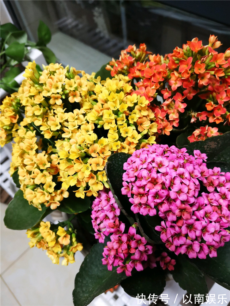 长寿花越开越稀疏犯3错,及时改正,开花爆盆变成大花球!