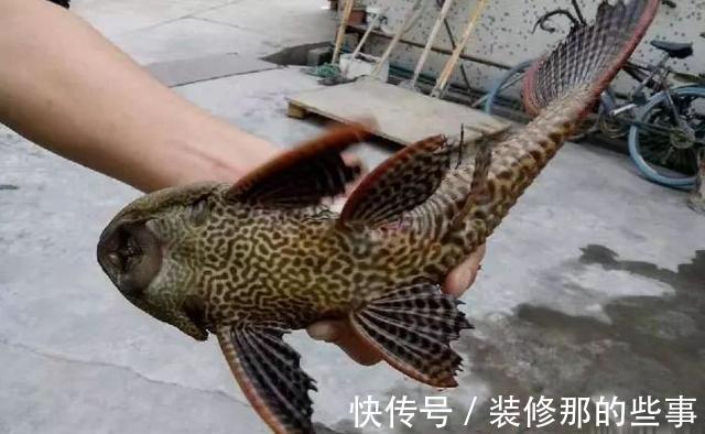 钓鱼|钓鱼人最讨厌的鱼排名！罗非名声最臭，鲤鱼居然也上榜