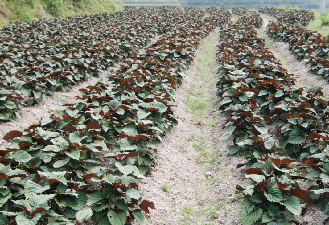 既能吃又能看的植物，一生只用种一棵，以后每年都发芽！