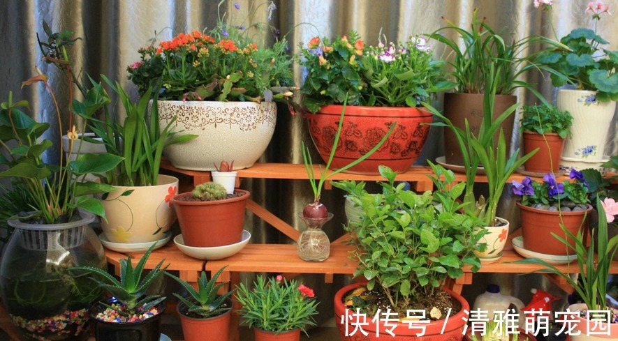 用鸡蛋壳养花，方法多种多样，植物盆栽用了越长越起劲