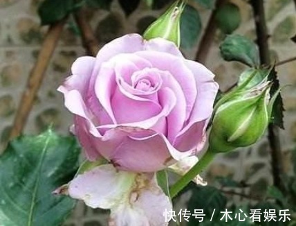 三种观赏价值非常高的月季,不是我国培育的,但是适合种在庭院中