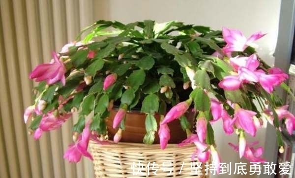 植物|在八月，若做到这三个点，你的“蟹爪兰”将会长得更好更美