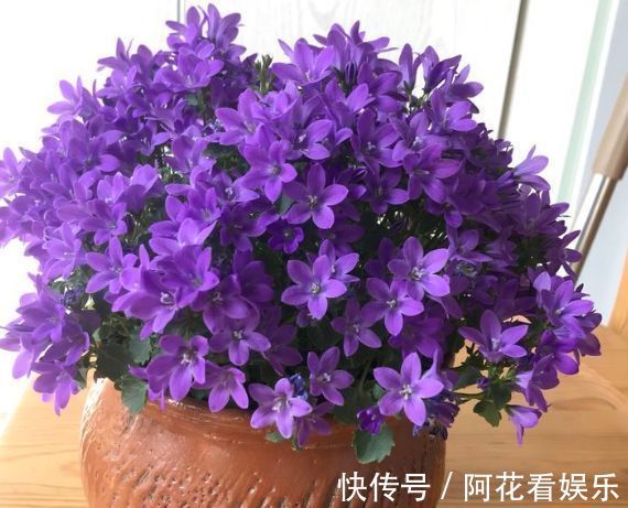 喜欢在家中阳台养护漂亮的花卉,就选择花色艳丽,花期长的花卉
