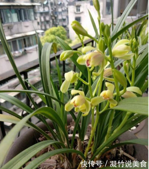 养兰花这点最关键,发芽多又壮,开花多又香,年年开花不断!