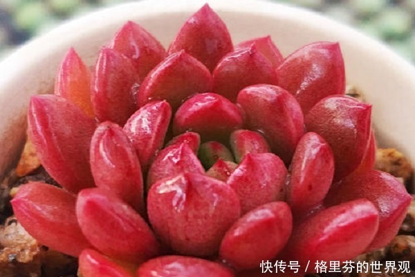多肉红宝石,颜值超高的,怎么起来很简单,注意几点就好