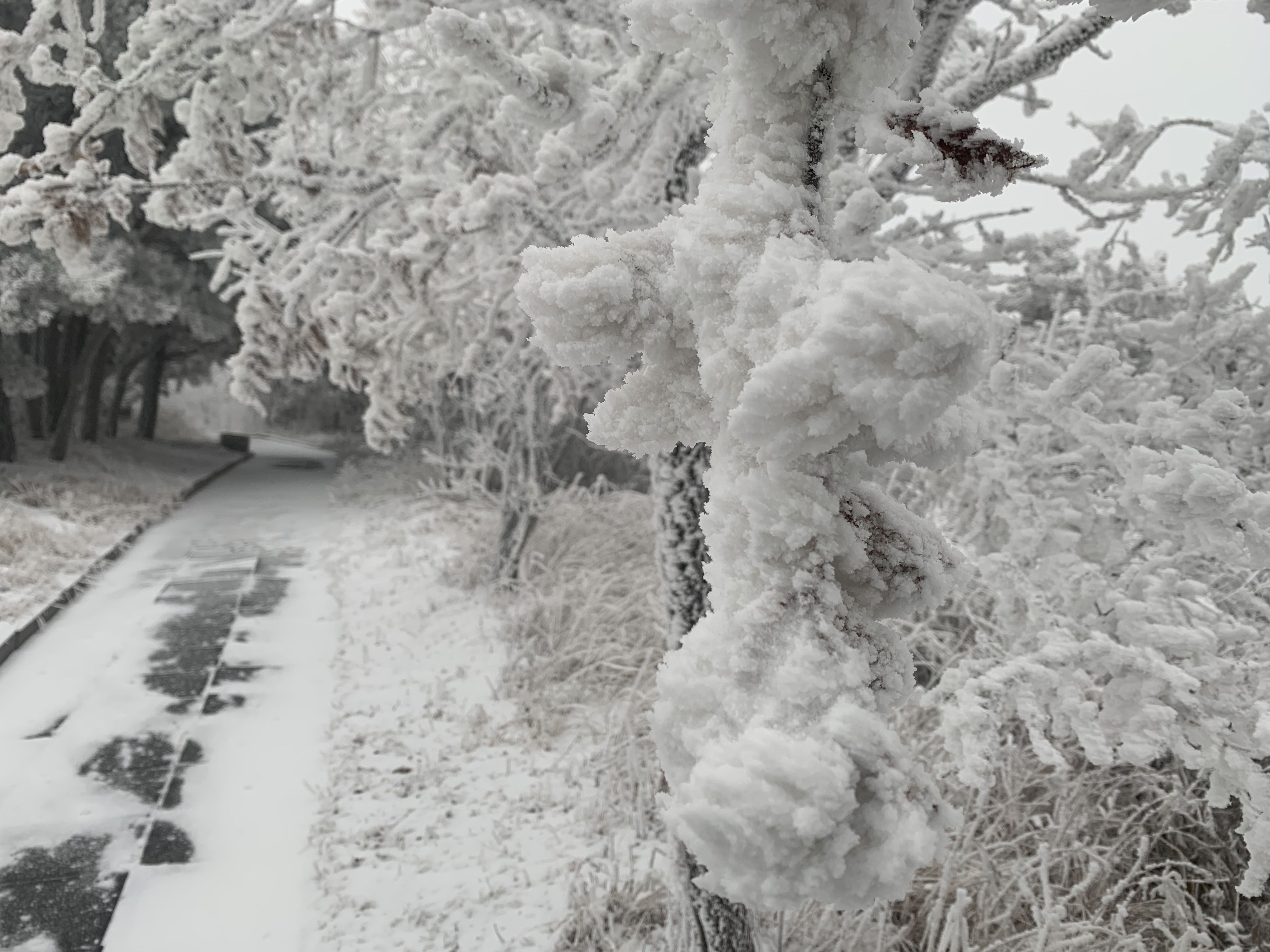 大河报·豫|大范围降雪落中原 中岳嵩山再度现雾凇奇观