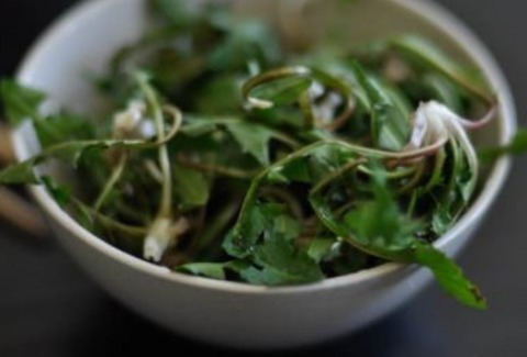 “蒲公英的约定”这种常见的野菜原来还有清肠的作用!