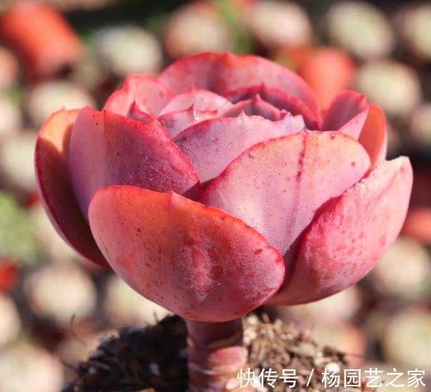 观赏价值|老花匠养了一盆漂亮多肉,秋天直接丢露台上,叶子越长越肥厚