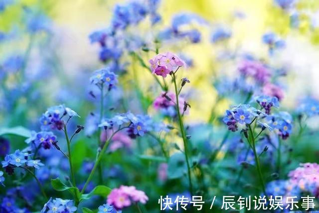 修剪|7种“富贵花”，客厅养一盆很合适，越养越值钱，能活一百年