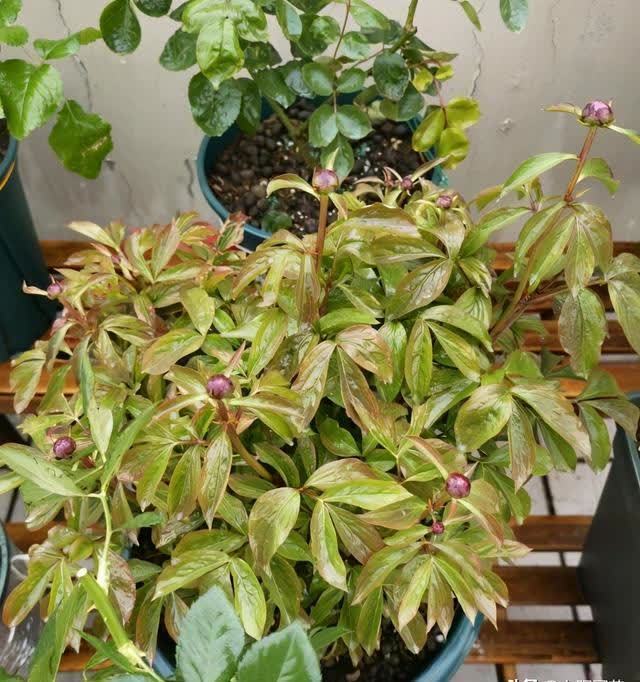 什么是抹芽?春天花芽分化,芍药,牡丹抹芽后,花开得更大