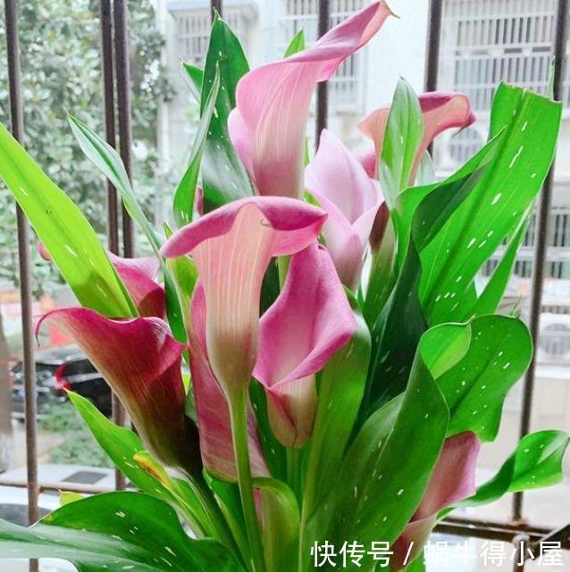 4种花深受花友的喜欢，开花爆盆很简单，花香四溢，花朵烂漫迷人