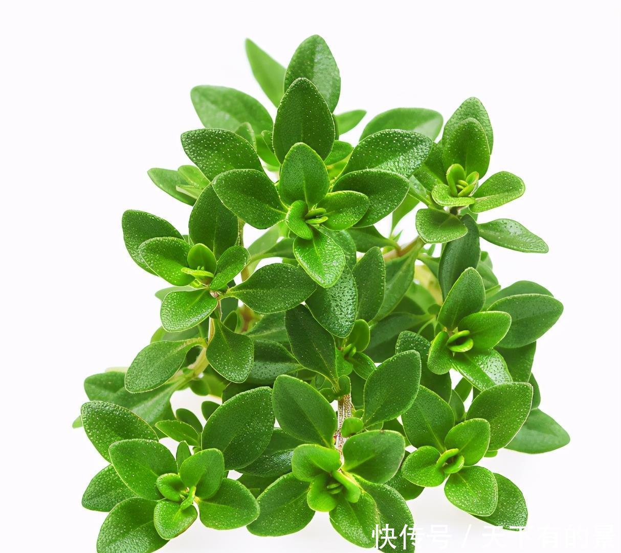 家居|7种适合家居养护的香草植物,散发淡淡清香,作用多观赏性强