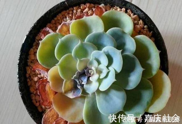 叶片|多肉养不好，叶片就“发软”，看看这几个原因，轻松帮你解决！