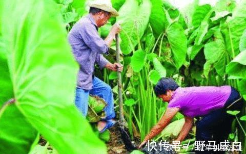 酸菜|原产自我国,曾是农民的救命粮,叶梗腌酸菜是一绝,不知道可惜了