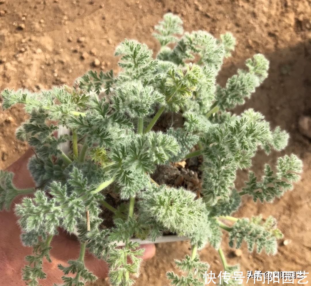 多肉植物|接触了多肉，深深地被它痴迷，花了上千块买多肉，有点后悔了